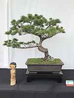 Japanese White Pine